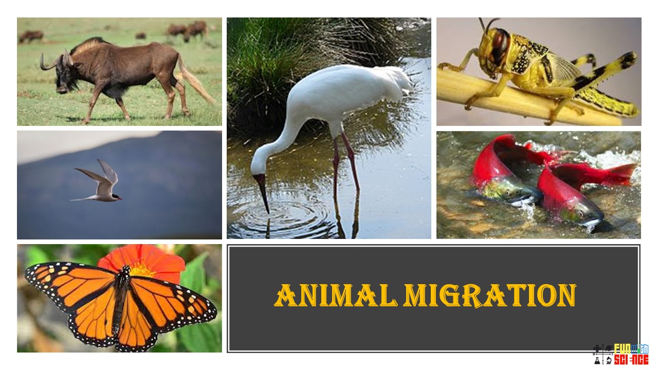 animal migration essay