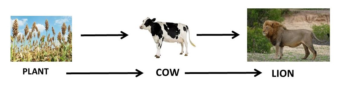 food-chain-and-food-web-fun-with-science