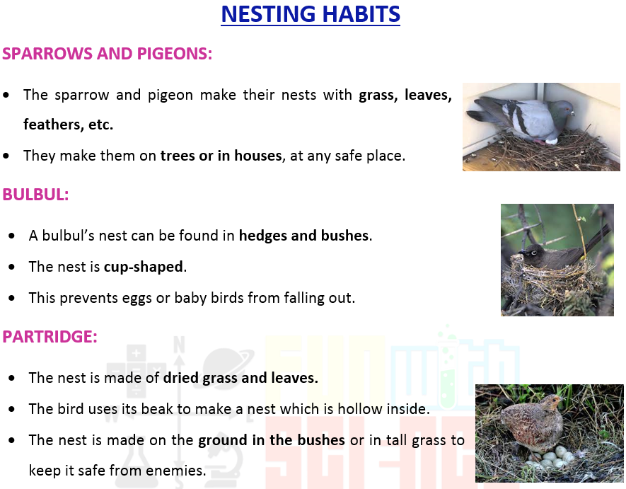 NESTING HABITS OF BIRDS - Fun With Science