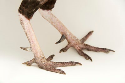 Bird Feet