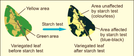 starch in plants