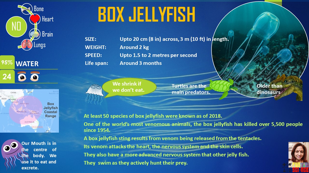 How Do Box Jellyfish Stings Work at Michelle Diaz blog