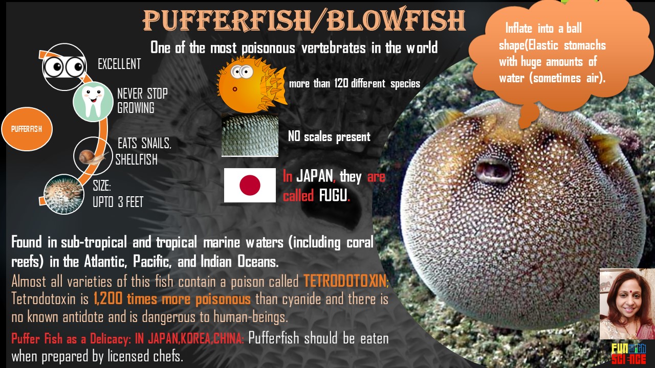 Life Cycle Of A Puffer Fish