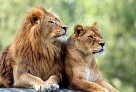 Lion and Lioness