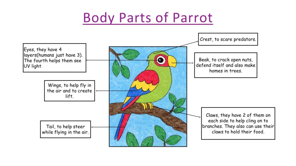 article-parrots-by-piyush-fun-with-science